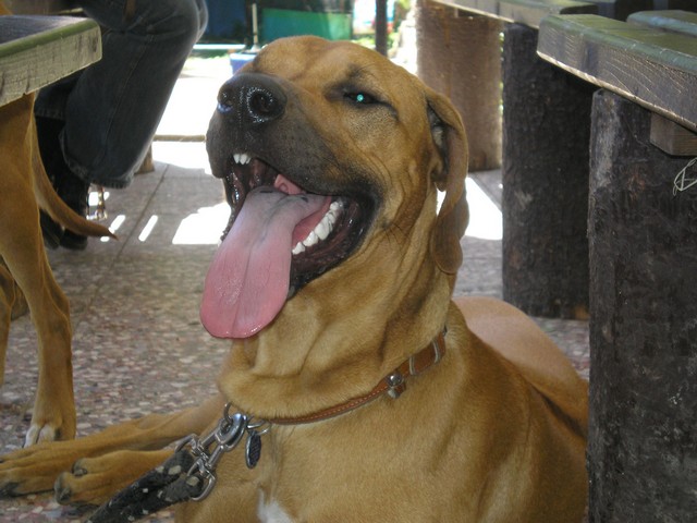 Sam