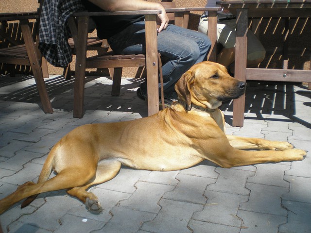 Agáta