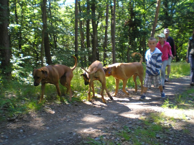 cesta lesem